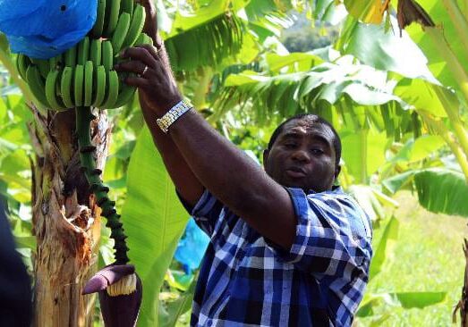 Small, tour guide, Banana plantation, Spencer Ambrose Tours, St. Lucia