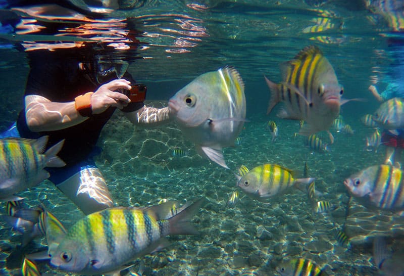 Snorkeling among Sergeant Major Fish at Jalousie/Sugar Beach, Spencer Ambrose Tours ,St. Lucia