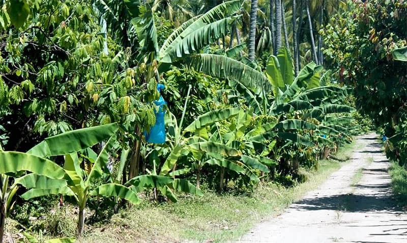 Banana Plantation, Soufriere, Spencer Ambrose Tours, Land, Sea & Beach Adventure, St. Lucia