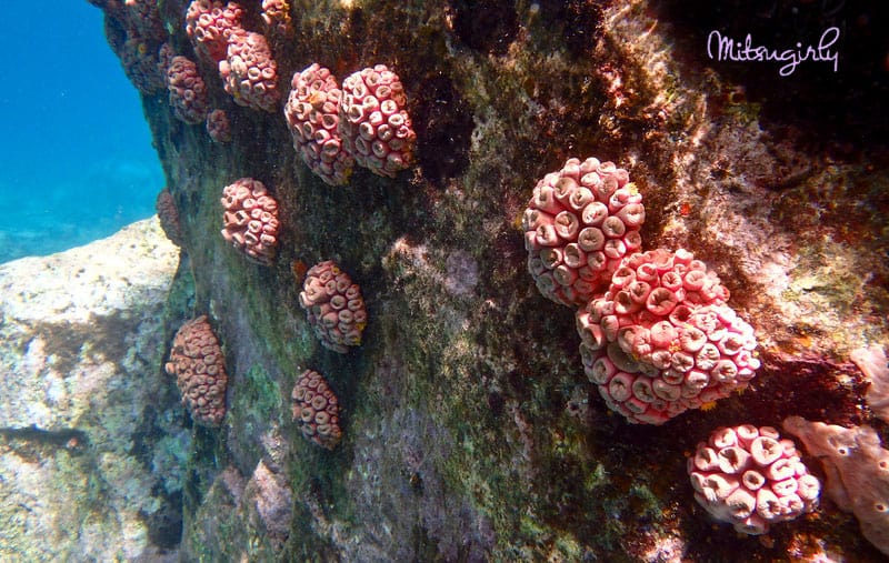 Colourful Coral, Natural Marine Reserve, Jalousie/Sugar Beach, Spencer Ambrose Tours, St. Lucia