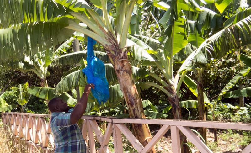 Roseau Banana Plantation on Spencer's West Coast Island Delight, St. Lucia