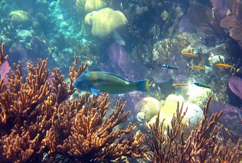Parrot Fish and colourful Coral, Spencer Ambrose Tours, St. Lucia