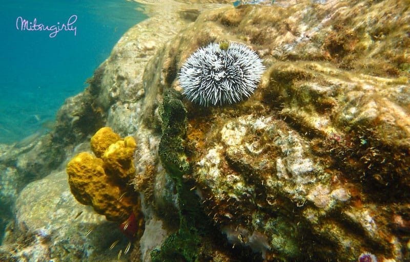 Sea Urchin & Coral, Natural Marine Reserve, Jalousie/Sugar Beach, Spencer Ambrose Tours, St. Lucia