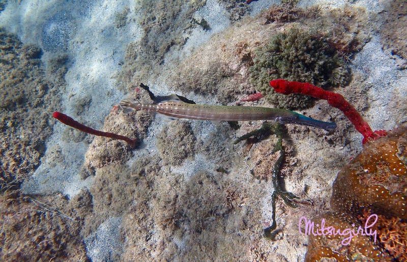 Trumpet Fish, Natural Marine Reserve, Jalousie/Sugar Beach, Spencer Ambrose Tours, St. Lucia