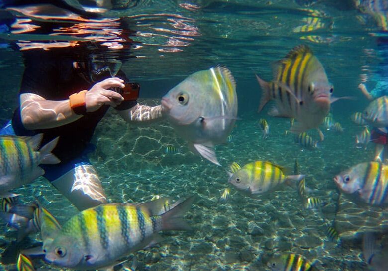Snorkeling among Sergeant Major Fish at Jalousie/Sugar Beach, Spencer Ambrose Tours ,St. Lucia