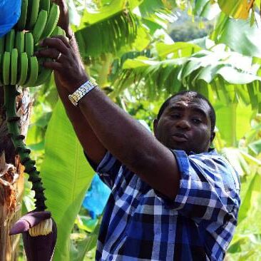Small, tour guide at a Banana plantation, Spencer Ambrose Tours, St. Lucia